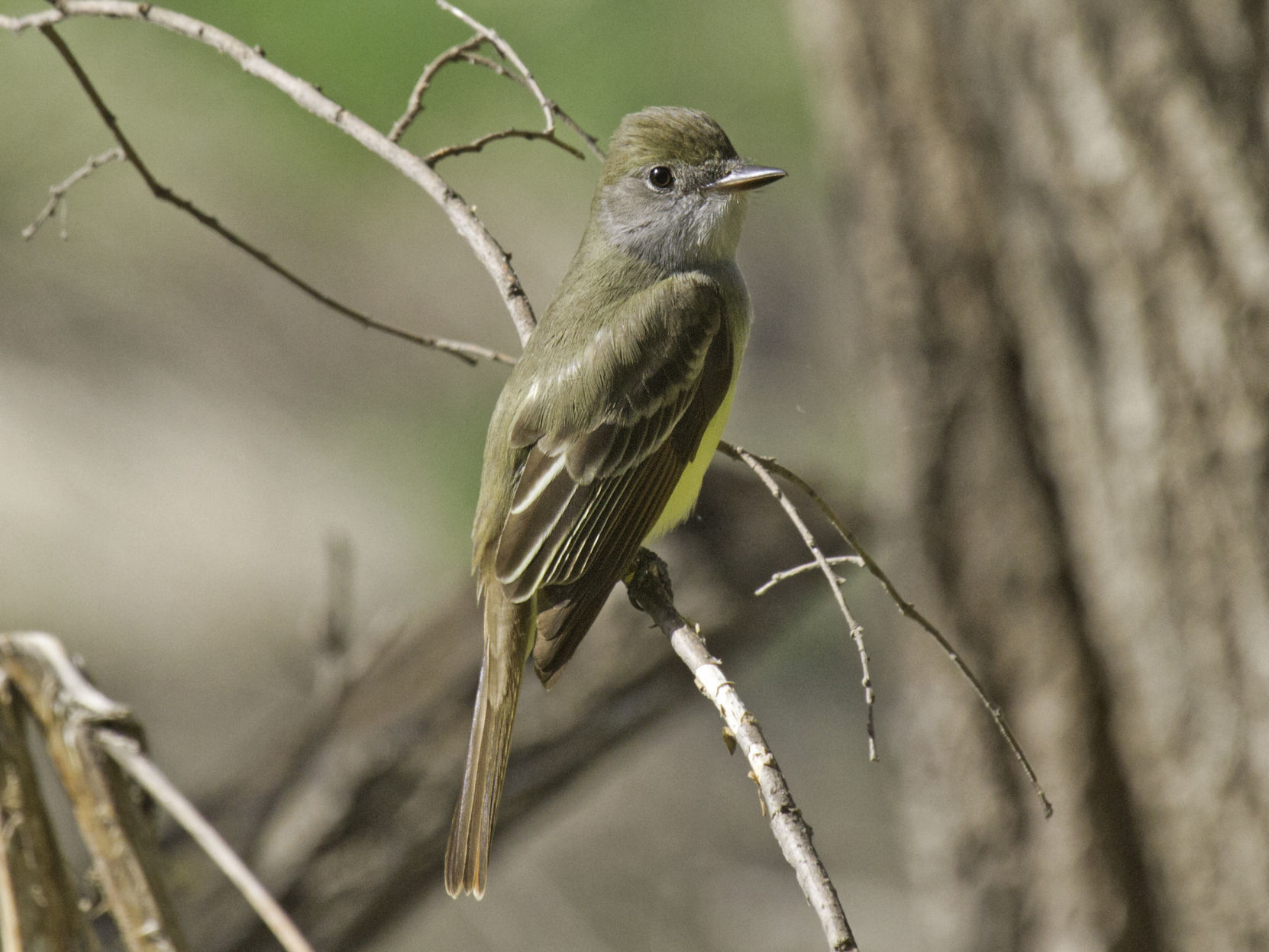 Great-Crested Flycatcher